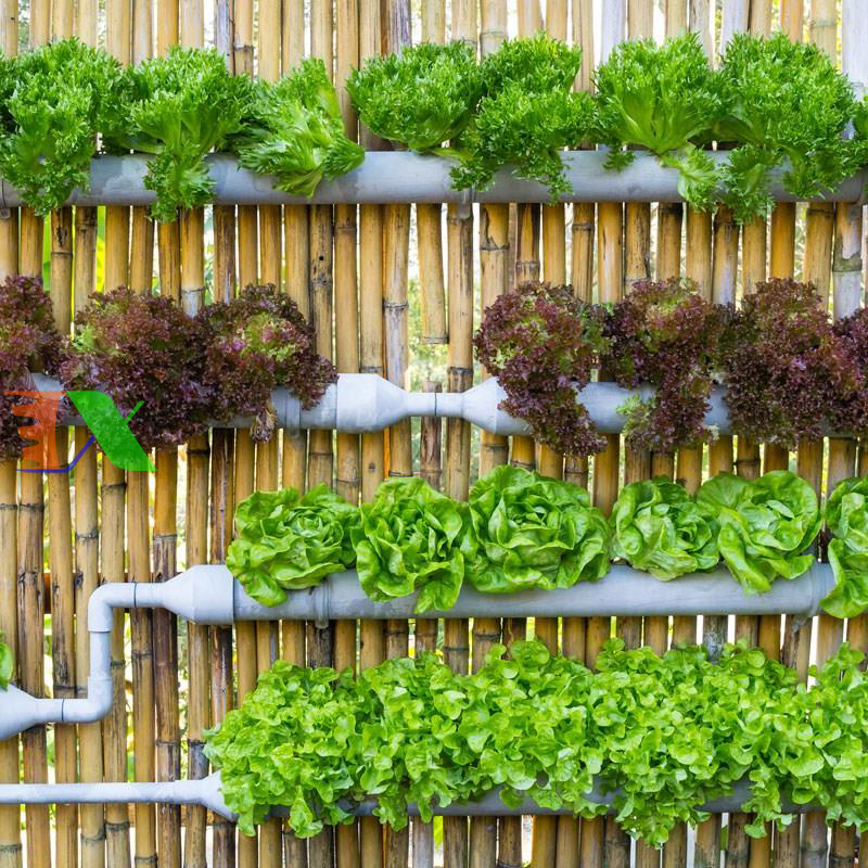 Mũi khoét chuyên dụng cho Thủy canh Φ55 (Đường kính 55mm)