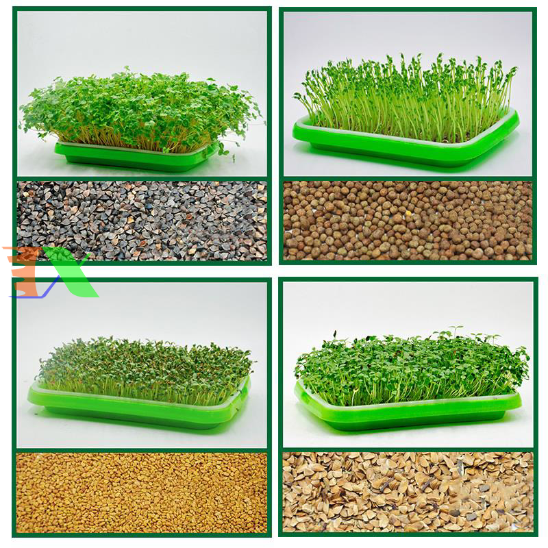 Khay trồng rau mầm thủy canh chuyên dụng (xanh)