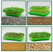 Ảnh của Bộ kit Khay trồng rau mầm thủy canh chuyên dụng TKM-12.6, Khay, Giá đỡ, Vòi xịt, Hạt giống