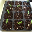 Ảnh của Khay nhựa ươm cây 98 lỗ, Vỉ ươm hạt giống, Khay nhựa ươm hạt rau hoa