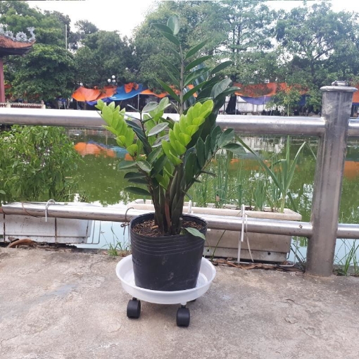 Ảnh của Giá để chậu hoa bằng nhựa TDT-29 cm, Kệ để chậu cây cảnh 4 bánh trong suốt, Đế chậu cây có bánh xe lăn