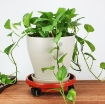 Ảnh của Giá để chậu hoa bằng nhựa TDN-40 cm, Kệ để chậu cây cảnh 4 bánh, Đế chậu cây có bánh xe lăn