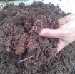 รูปภาพของ Phân Trùn Quế OSG, Phân vi sinh hữu cơ, Phân giun quế trồng rau