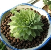 Ảnh của Sỏi nhẹ, Viên đất sét nung nở LECA-0512, Kích thước 05-12mm, Expanded clay pebbles LECA