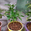 Ảnh của Sỏi nhẹ, Viên đất sét nung nở LECA-1216, Kích thước 12-16 mm, LECA Expanded clay pebbles