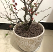 Ảnh của Sỏi nhẹ, Viên đất sét nung nở LECA-1625, Kích thước 16-25mm, Expanded clay pebbles LECA