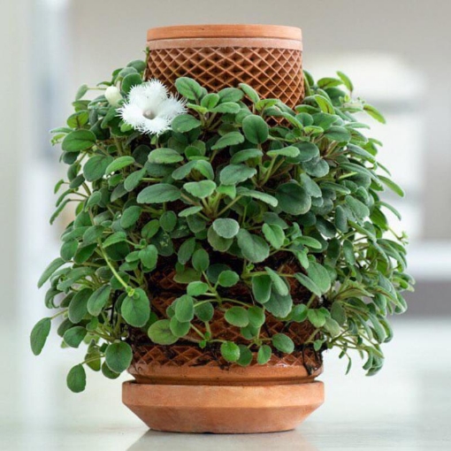 รูปภาพของ Chậu gốm trồng thủy canh tự thẩm thấu TG-01 Terraplanter, Chậu gốm trồng cây cảnh để bàn