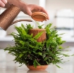 รูปภาพของ Chậu gốm trồng thủy canh tự thẩm thấu TG-01 Terraplanter, Chậu gốm trồng cây cảnh để bàn