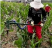 รูปภาพของ Cuốc bón phân dạng thùng TMP-06, Dụng cụ bón phân đeo lưng, Máy bón phân