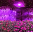 รูปภาพของ Đèn Led trồng cây đủ phổ COB-1, Đèn led hỗ trợ trồng cây trong nhà, Led grow light