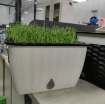 Ảnh của Khay trồng rau 2 lớp tự tưới KR-45, Chậu trồng rau thông minh có đáy chứa nước