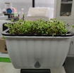 รูปภาพของ Khay trồng rau 2 lớp tự tưới KR-32, Chậu trồng rau thông minh có đáy chứa nước