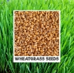 Ảnh của Hạt giống mầm Cỏ Lúa Mì, (Kg) Hạt mầm cỏ Lúa Mạch, Cỏ mèo, Wheat grass