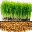 Ảnh của Hạt giống mầm Cỏ Lúa Mì, (Kg) Hạt mầm cỏ Lúa Mạch, Cỏ mèo, Wheat grass