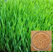 Ảnh của Hạt giống mầm Cỏ Lúa Mì, (Kg) Hạt mầm cỏ Lúa Mạch, Cỏ mèo, Wheat grass