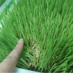 Ảnh của Hạt giống mầm Cỏ Lúa Mì, (Kg) Hạt mầm cỏ Lúa Mạch, Cỏ mèo, Wheat grass