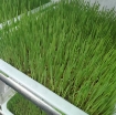 Ảnh của Hạt giống mầm Cỏ Lúa Mì, (Kg) Hạt mầm cỏ Lúa Mạch, Cỏ mèo, Wheat grass