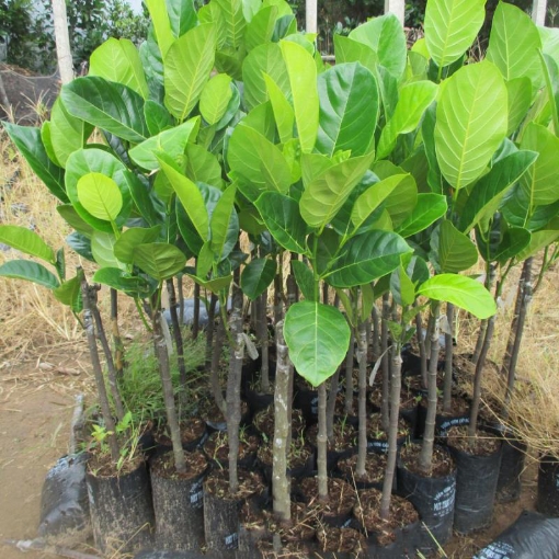 รูปภาพของ Cây Mit ghép, Mít Thái, Mít Tứ Quý, Mít Tố Nữ, Mít không hạt, Ruột đỏ