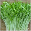 Ảnh của Hạt rau mầm rau muống Thái Lan siêu giòn ngọt -500g