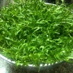 Ảnh của Hạt rau mầm rau muống Thái Lan siêu giòn ngọt -500g