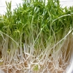 Ảnh của Hạt rau mầm rau muống Thái Lan siêu giòn ngọt -500g