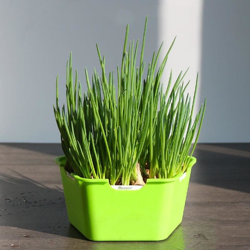 Ảnh của Khay trồng Rau mầm Thủy canh Ngũ Giác MAM-120, Chậu trồng rau 3 lớp có nắp đậy