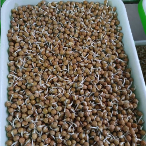 Ảnh của Hạt giống rau mầm Đậu Hà  Lan, Hạt mầm Đậu Hà Lan không chất bảo quản (200g)