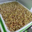 Ảnh của Hạt giống rau mầm Đậu Hà  Lan, Hạt mầm Đậu Hà Lan không chất bảo quản (200g)