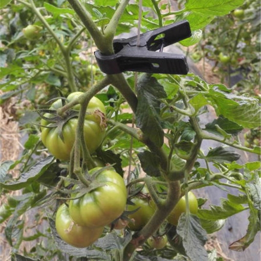 Gambar Kẹp nhựa cố định dây leo KDL-20, Kẹp cà chua, Kẹp dưa lưới, dưa leo, Kẹp nho, Kẹp hoa