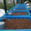 Ảnh của Khay nhựa trồng Aquaponics KAQ-100, Dung tích100l, Chậu trồng Aquaponics chuyên nghiệp