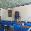 Ảnh của Khay nhựa trồng Aquaponics KAQ-100, Dung tích100l, Chậu trồng Aquaponics chuyên nghiệp