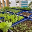 Ảnh của Khay nhựa trồng Aquaponics KAQ-100, Dung tích100l, Chậu trồng Aquaponics chuyên nghiệp