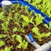 Ảnh của Khay nhựa trồng Aquaponics KAQ-100, Dung tích100l, Chậu trồng Aquaponics chuyên nghiệp