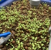 Ảnh của Khay nhựa trồng Aquaponics KAQ-100, Dung tích100l, Chậu trồng Aquaponics chuyên nghiệp