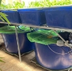 รูปภาพของ Khay nhựa trồng Aquaponics 200l