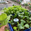 รูปภาพของ Khay nhựa trồng Aquaponics 50l