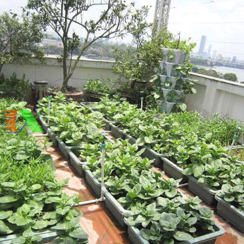 Chậu trồng rau thông minh