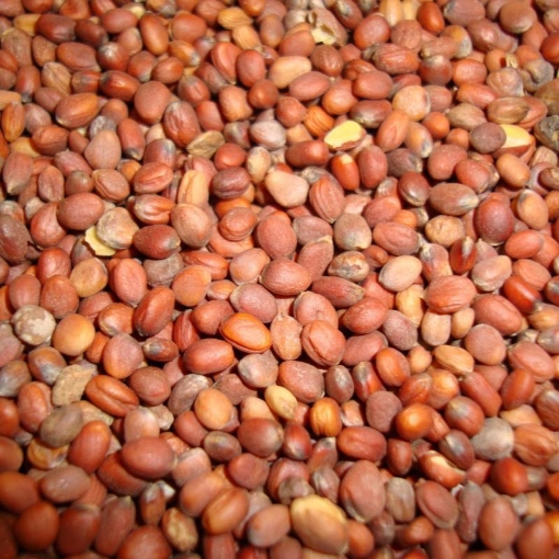 รูปภาพของ Hạt giống rau mầm củ cải đỏ - 500g