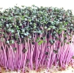 รูปภาพของ Hạt giống rau mầm củ cải đỏ - 500g