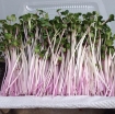 รูปภาพของ Hạt giống rau mầm củ cải đỏ - 500g