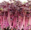รูปภาพของ Hạt giống rau mầm củ cải đỏ - 500g