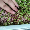 รูปภาพของ Hạt giống rau mầm củ cải đỏ - 500g