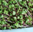 รูปภาพของ Hạt giống rau mầm củ cải đỏ - 500g