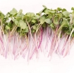 รูปภาพของ Hạt giống rau mầm củ cải đỏ - 500g