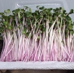รูปภาพของ Hạt giống rau mầm củ cải đỏ - 200g