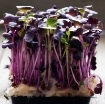 รูปภาพของ Hạt giống rau mầm củ cải đỏ - 200g