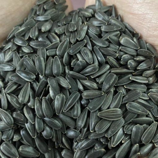 Picture of Hạt giống rau mầm hướng dương - 100g