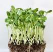 Picture of Hạt giống rau mầm hướng dương - 100g