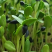 Picture of Hạt giống rau mầm hướng dương - 100g