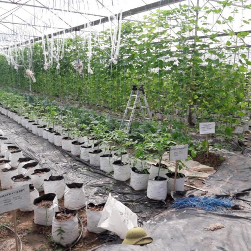 รูปภาพของ Túi trồng PE (R17 x H36) trồng cà chua, ớt, dưa lưới